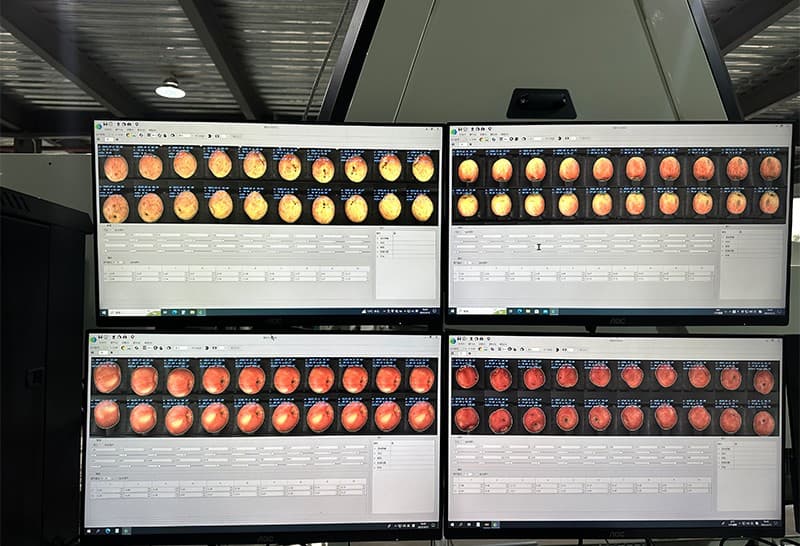 apple color sorting grading line.jpg
